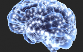 human brain