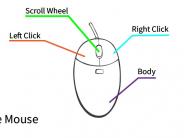 A diagram of a mouse